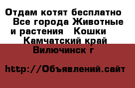 Отдам котят бесплатно  - Все города Животные и растения » Кошки   . Камчатский край,Вилючинск г.